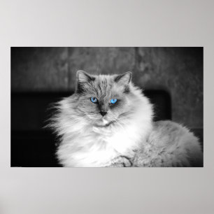 Poster Yeux bleus,
