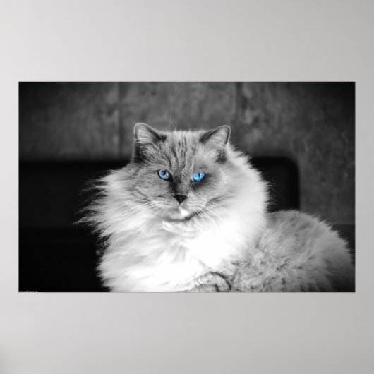 Poster Yeux bleus, (Devant)