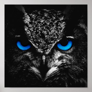 Poster Yeux bleus de hibou
