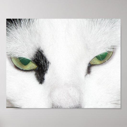 Poster Yeux de chat (Devant)