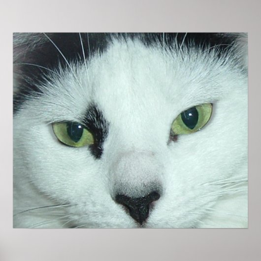 Poster Yeux de chat (Devant)