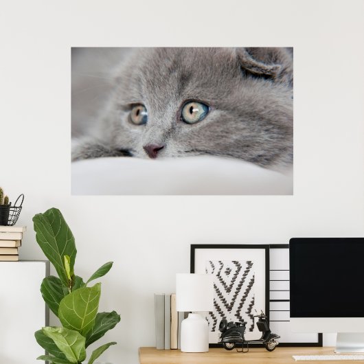 Poster Yeux de chat (Bureau à domicile)