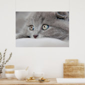 Poster Yeux de chat (Cuisine)
