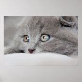 Poster Yeux de chat (Devant)