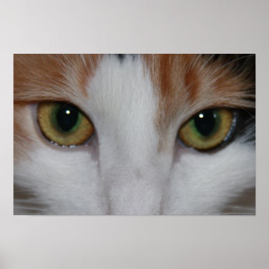 Poster Yeux de chat (Devant)