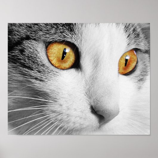 Poster Yeux de chat (Devant)