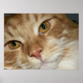 Poster Yeux de chat orange (Devant)