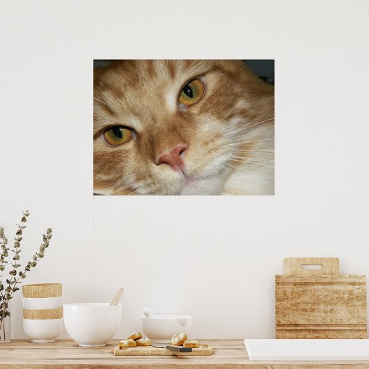 Poster Yeux de chat orange (Cuisine)