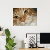 Poster Yeux de chat orange (Bureau à domicile)