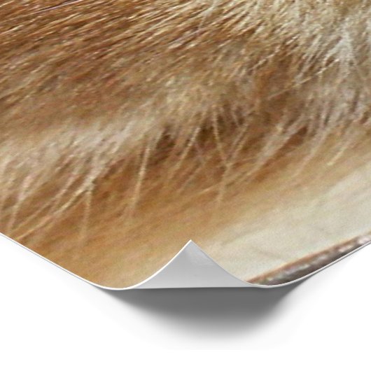 Poster Yeux de chat orange (Coin)