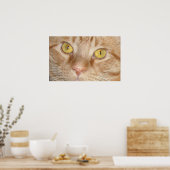 Poster Yeux de chat Tabby Orange (Cuisine)