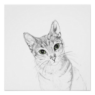 Poster Yeux de chat Un dessin au crayon