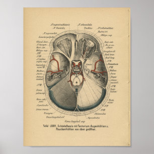 Poster Yeux de crâne d'impression d'anatomie d'Allemand