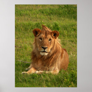 Poster Yeux de lions