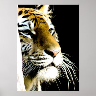 Poster Yeux de tigre