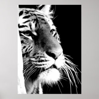 Poster Yeux de tigres noirs et blancs