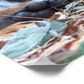 Poster Yeux du tigre (Coin)