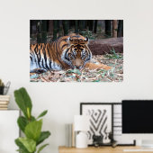 Poster Yeux du tigre (Bureau à domicile)