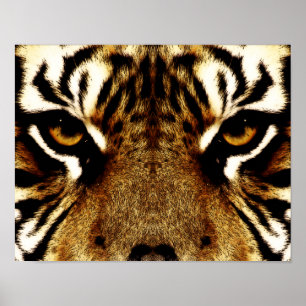 Poster Yeux d'un tigre