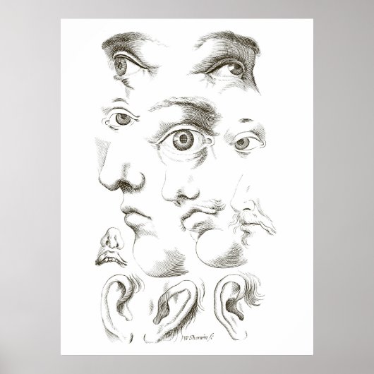 Poster Yeux, Profil, Dessin des oreilles, 17ème siècle, v (Devant)
