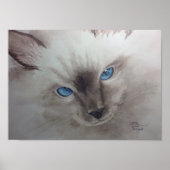 Poster Yeux Ragdoll (Devant)