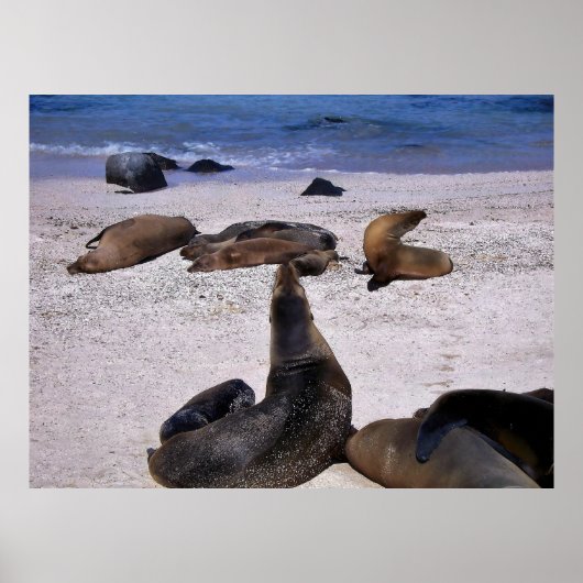 Poster Yogo de lion de mer (Devant)