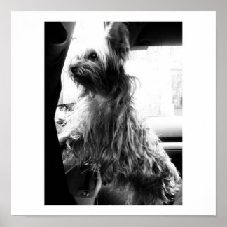 Poster Yorkie