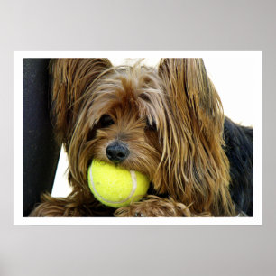 Poster Yorkshire Terrasse avec balle de tennis