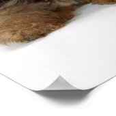 Poster Yorkshire Terrier (Coin)