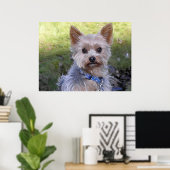 Poster Yorkshire Terrier (Bureau à domicile)