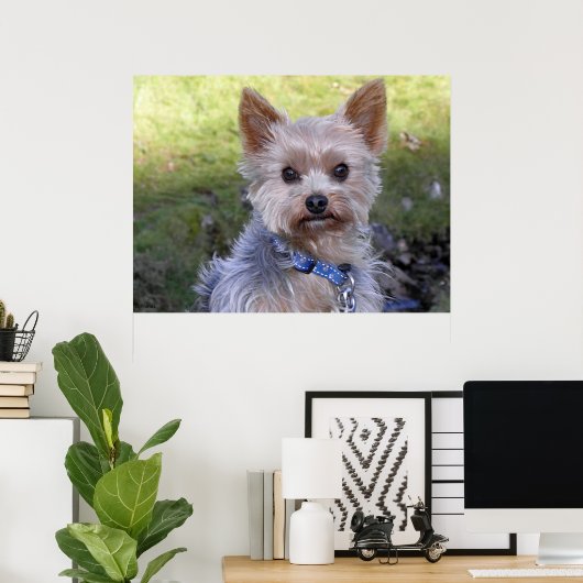 Poster Yorkshire Terrier (Bureau à domicile)