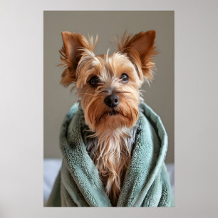 Poster Yorkshire Terrier en robe de bain, salle de bain c