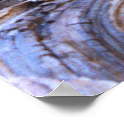 Poster Yosemite Deer (Coin)