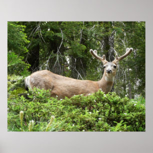 Poster Yosemite Deer Nature Photographie