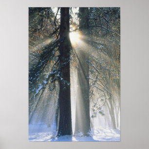 Poster Yosemite National Park - Sun rays streaming