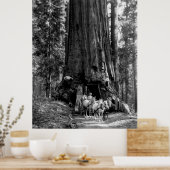 Poster YOSEMITE TUNNEL REDWOOD c. 1902 (Cuisine)