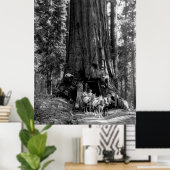 Poster YOSEMITE TUNNEL REDWOOD c. 1902 (Bureau à domicile)