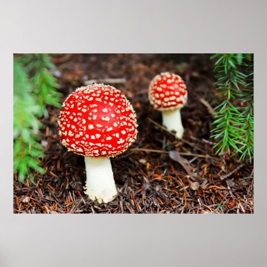 Poster Young Amanita muscaria (Devant)