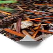 Poster Young Amanita muscaria (Coin)