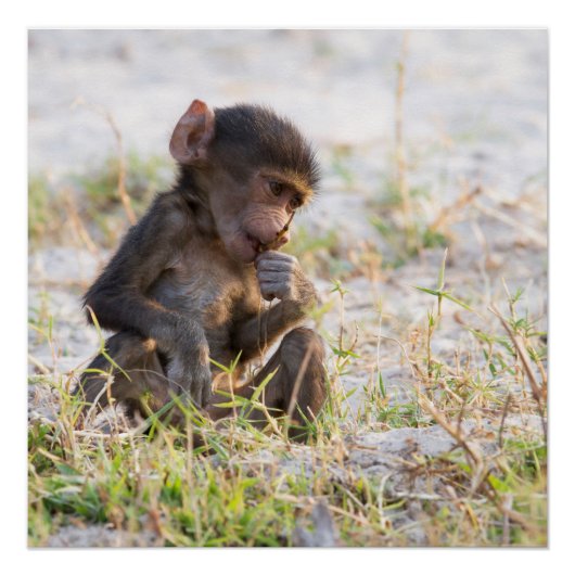 Poster Young Baboon (Devant)
