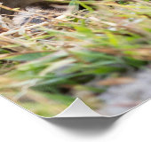 Poster Young Baboon (Coin)