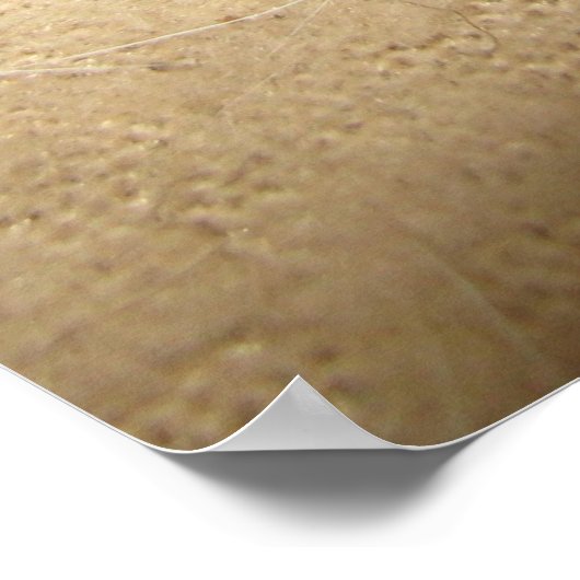 Poster Young Black Racer (Coin)