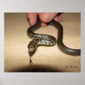 Poster Young Black Racer (Devant)