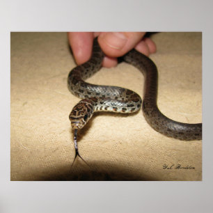 Poster Young Black Racer