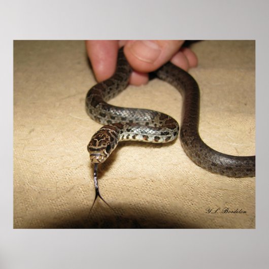 Poster Young Black Racer (Devant)