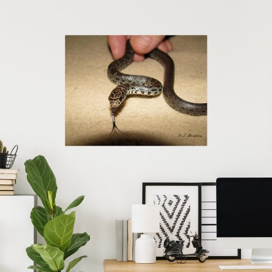 Poster Young Black Racer (Bureau à domicile)