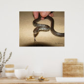 Poster Young Black Racer (Cuisine)