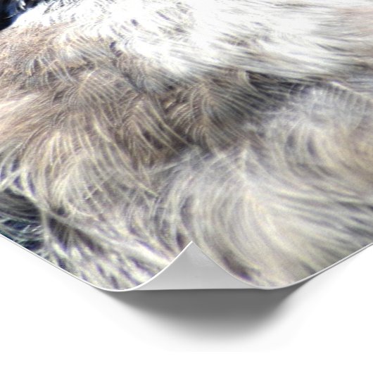 Poster Young Blue Jay (Coin)