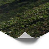 Poster Young Buck (Coin)