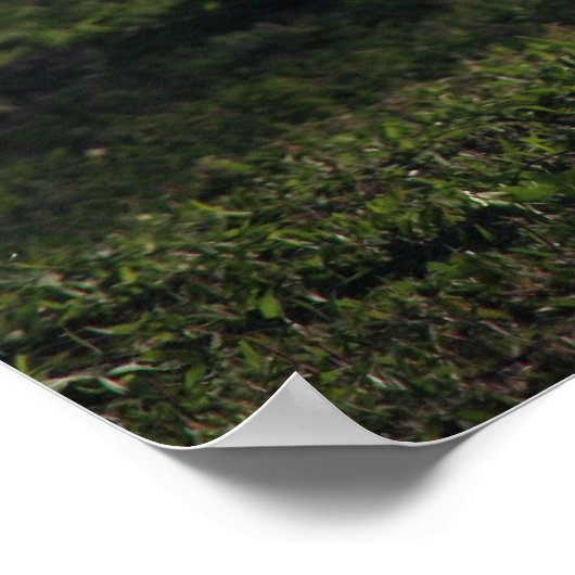 Poster Young Buck (Coin)